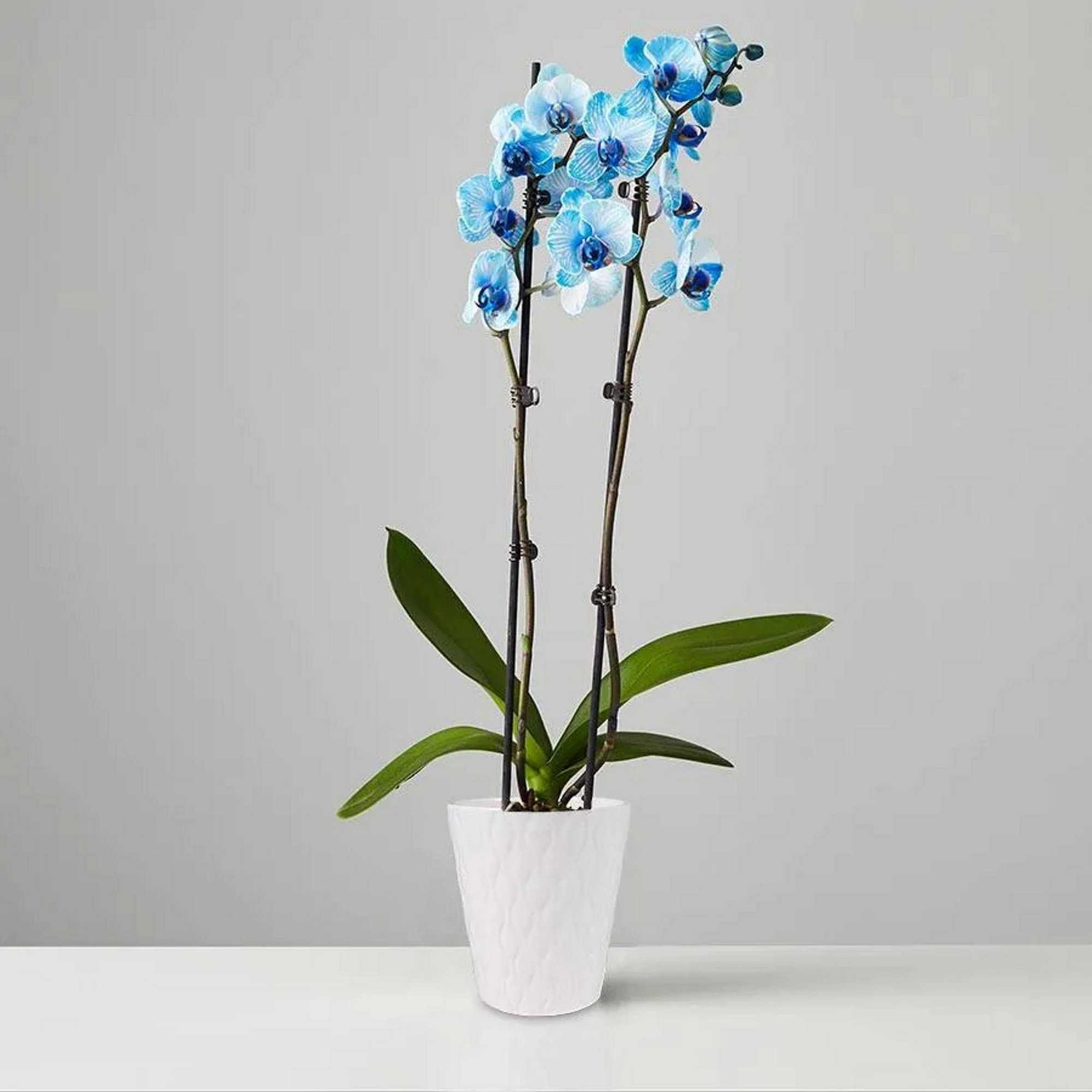 Blue moth orchid. Plants.com