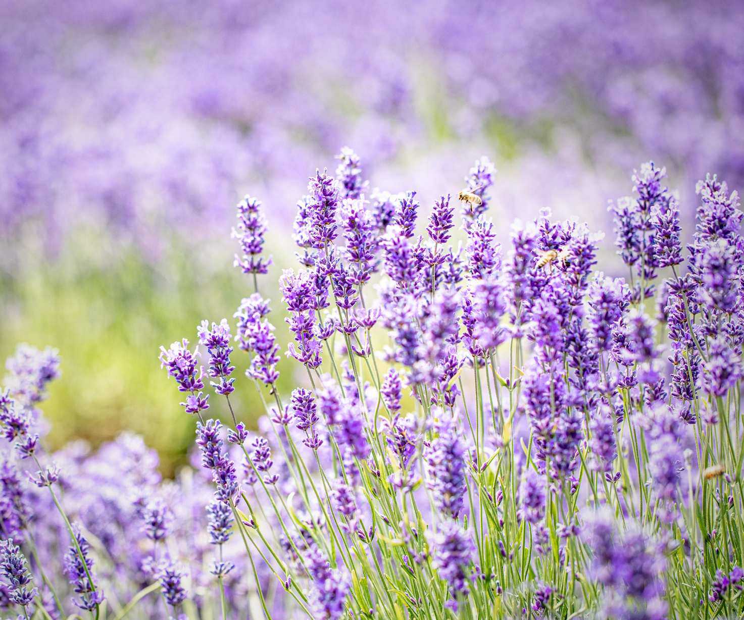Lavender plant covered with purple flowers