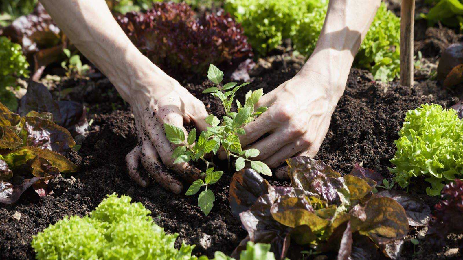 What is succession planting? Boost your harvests in any sized space with these expert tips