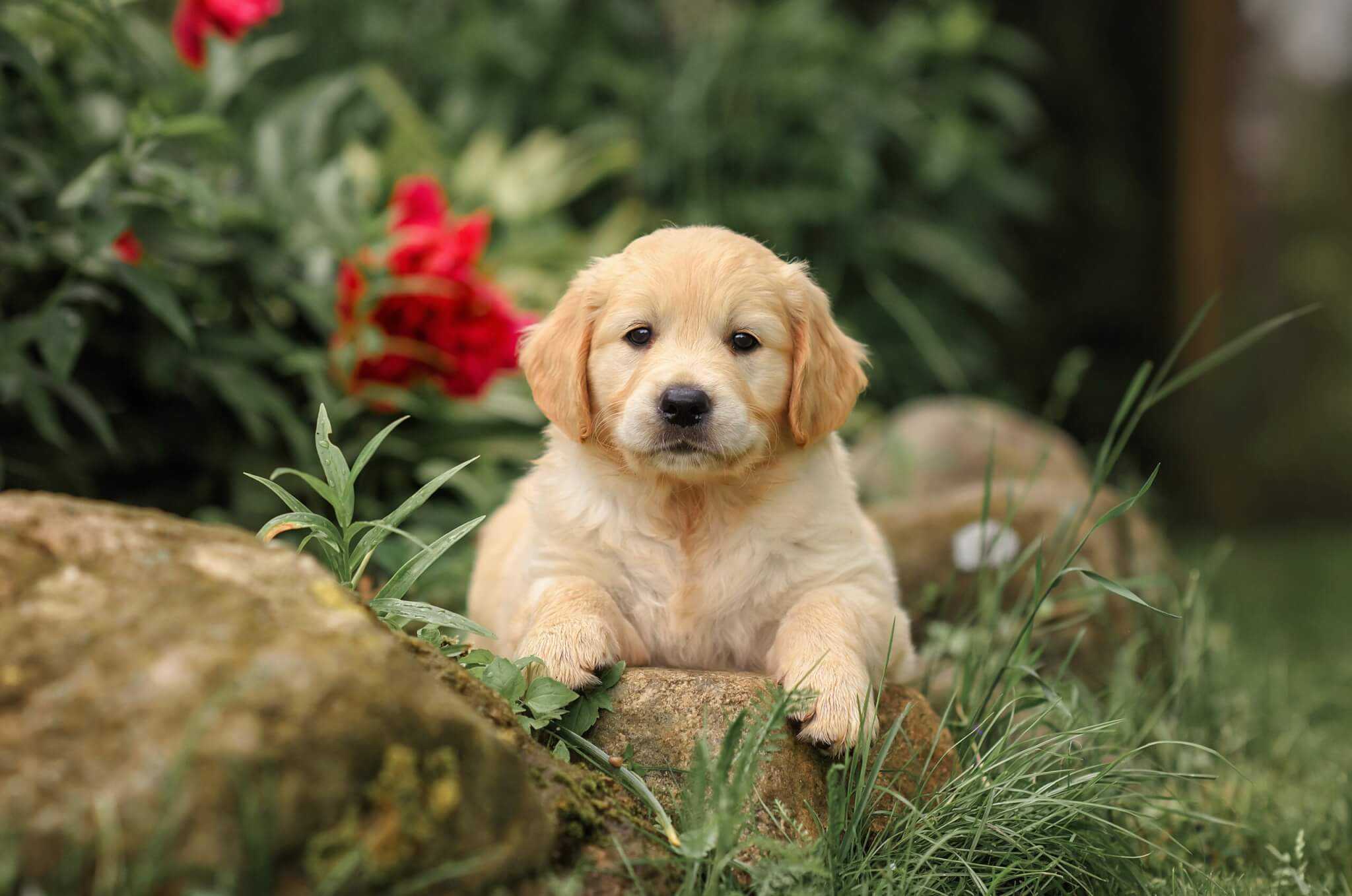 Ask Jean: Does Getting Pet Insurance Make Sense, Or Is It A Waste Of Money?