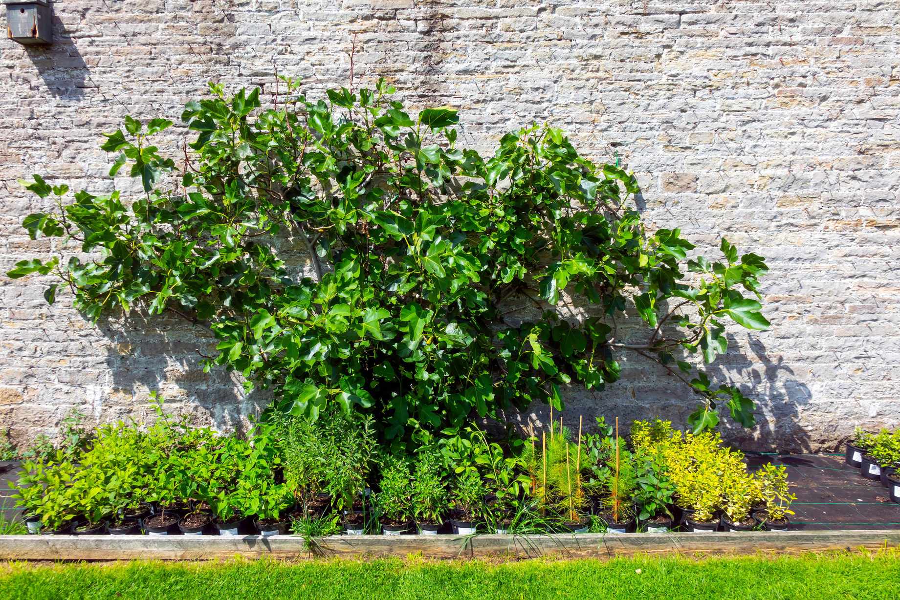 fig tree growing in garden