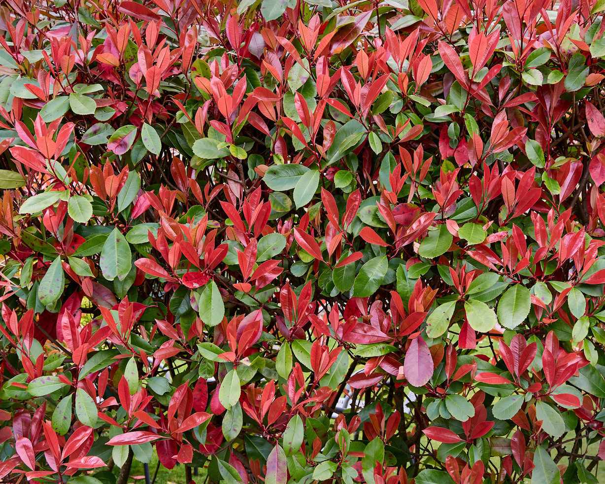 Trees to espalier robin
