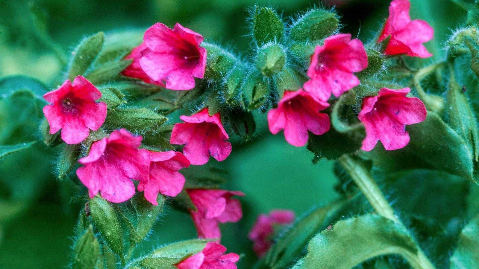 I spoke to horti experts to discover 8 lesser-known shade plants, which I think are totally underrated
