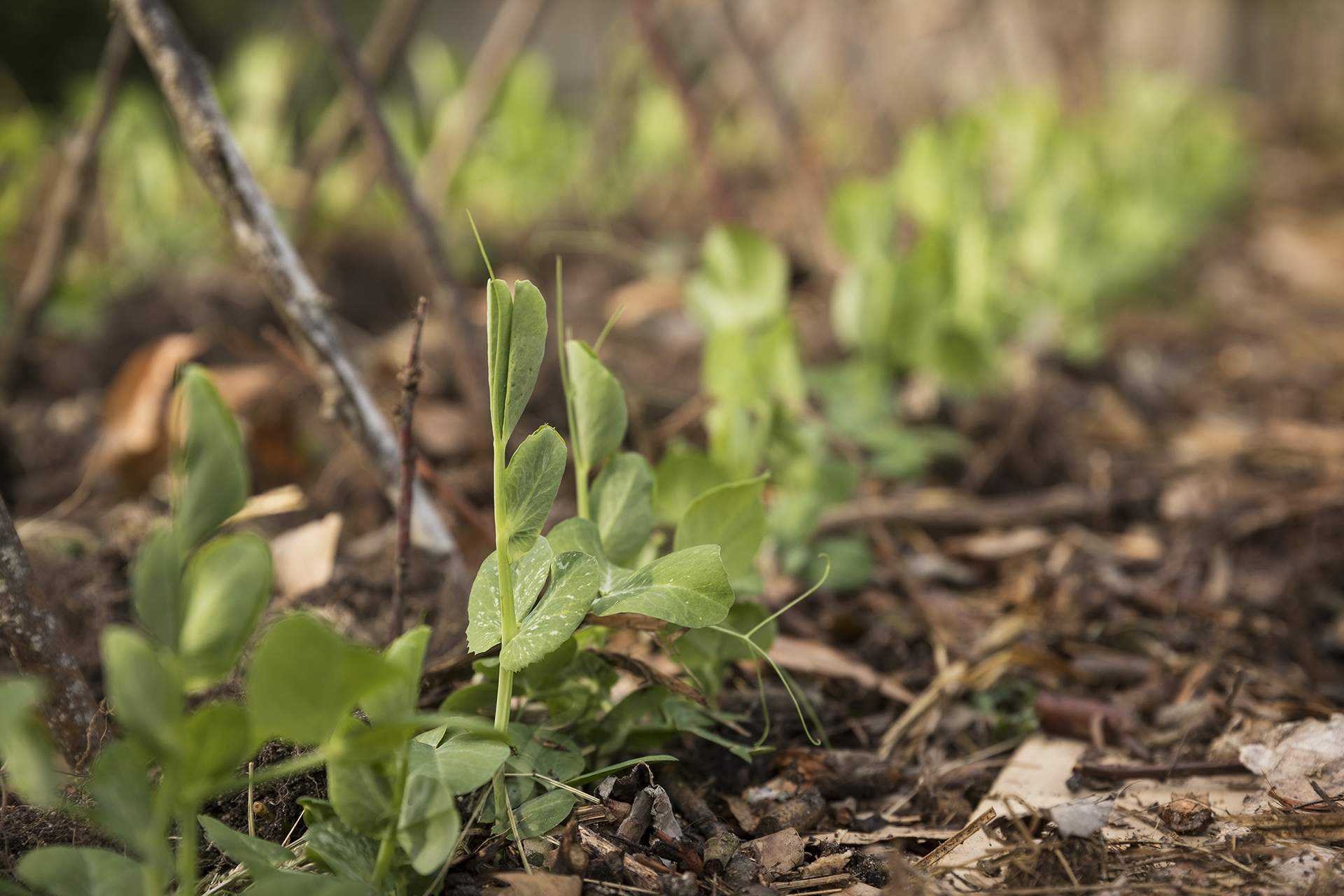 Garden pea seedlings