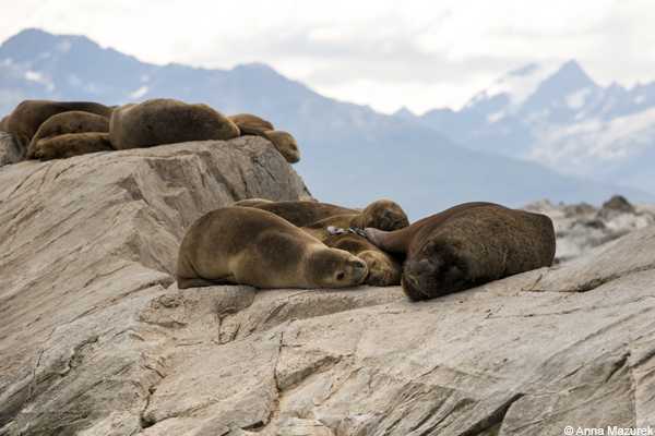 Seals in Beagle Channel, Ushuaia, Argentina