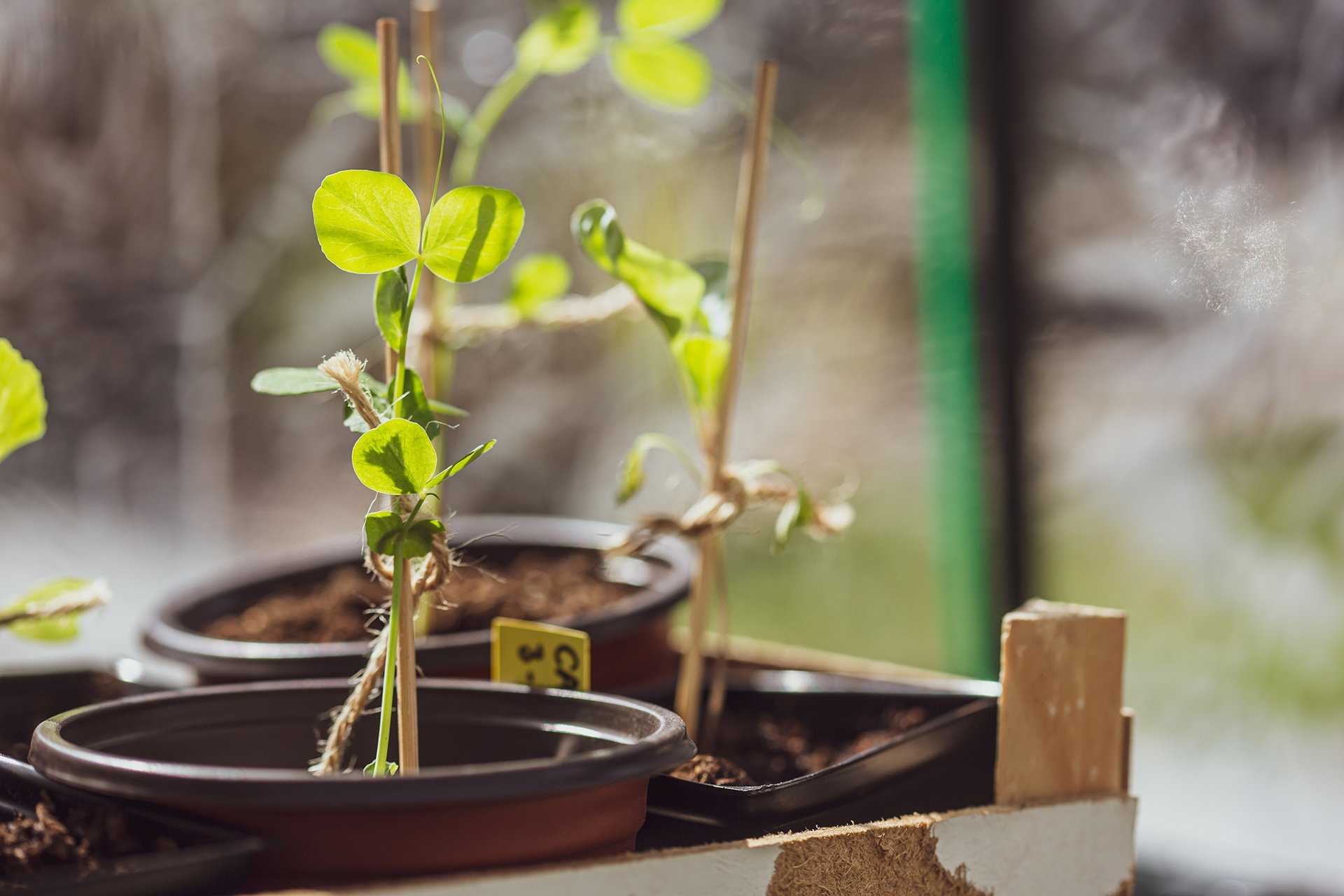 How to grow peas in pots