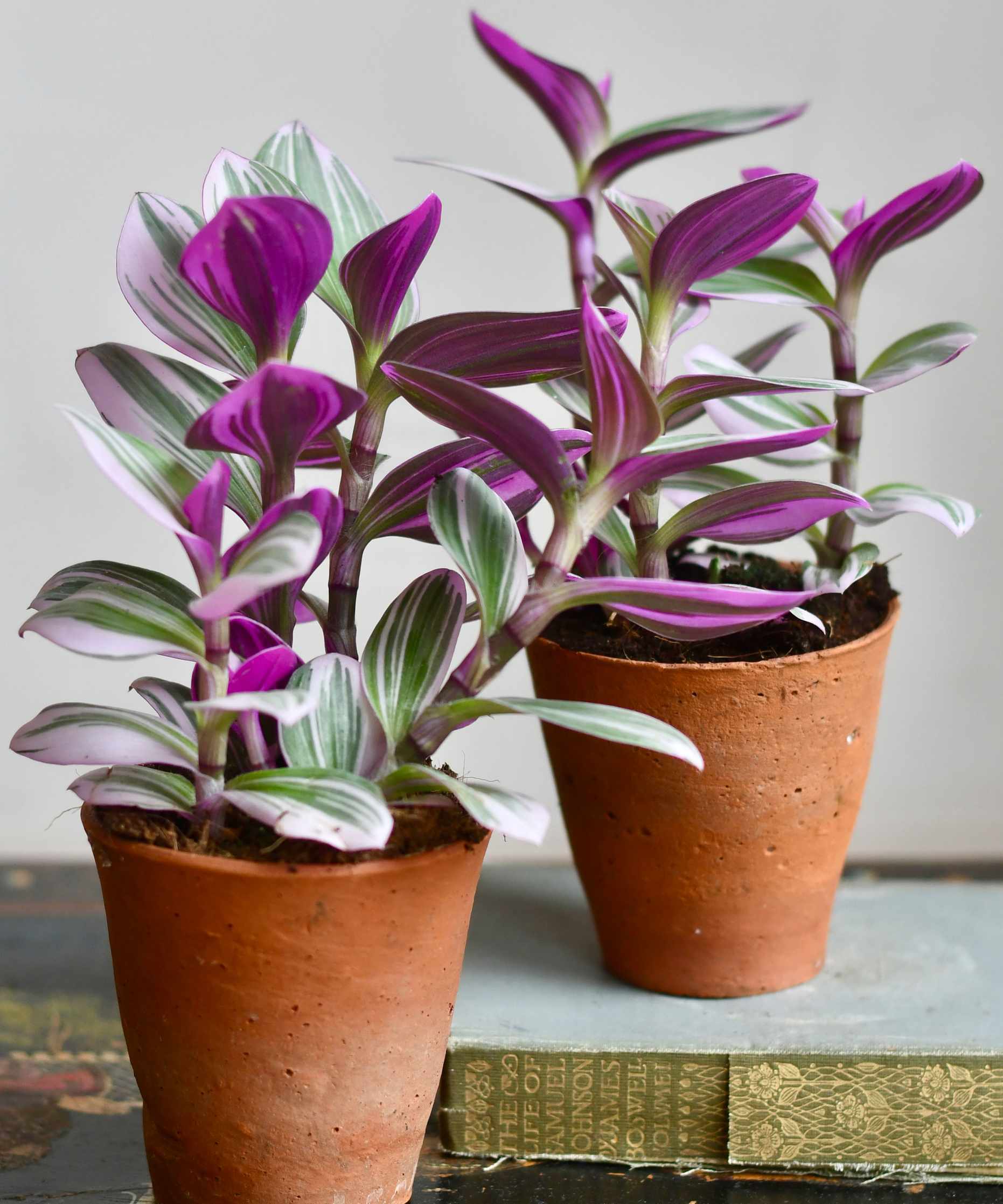 Tradescantia &lsquo;Nanouk&rsquo; in terracotta pots