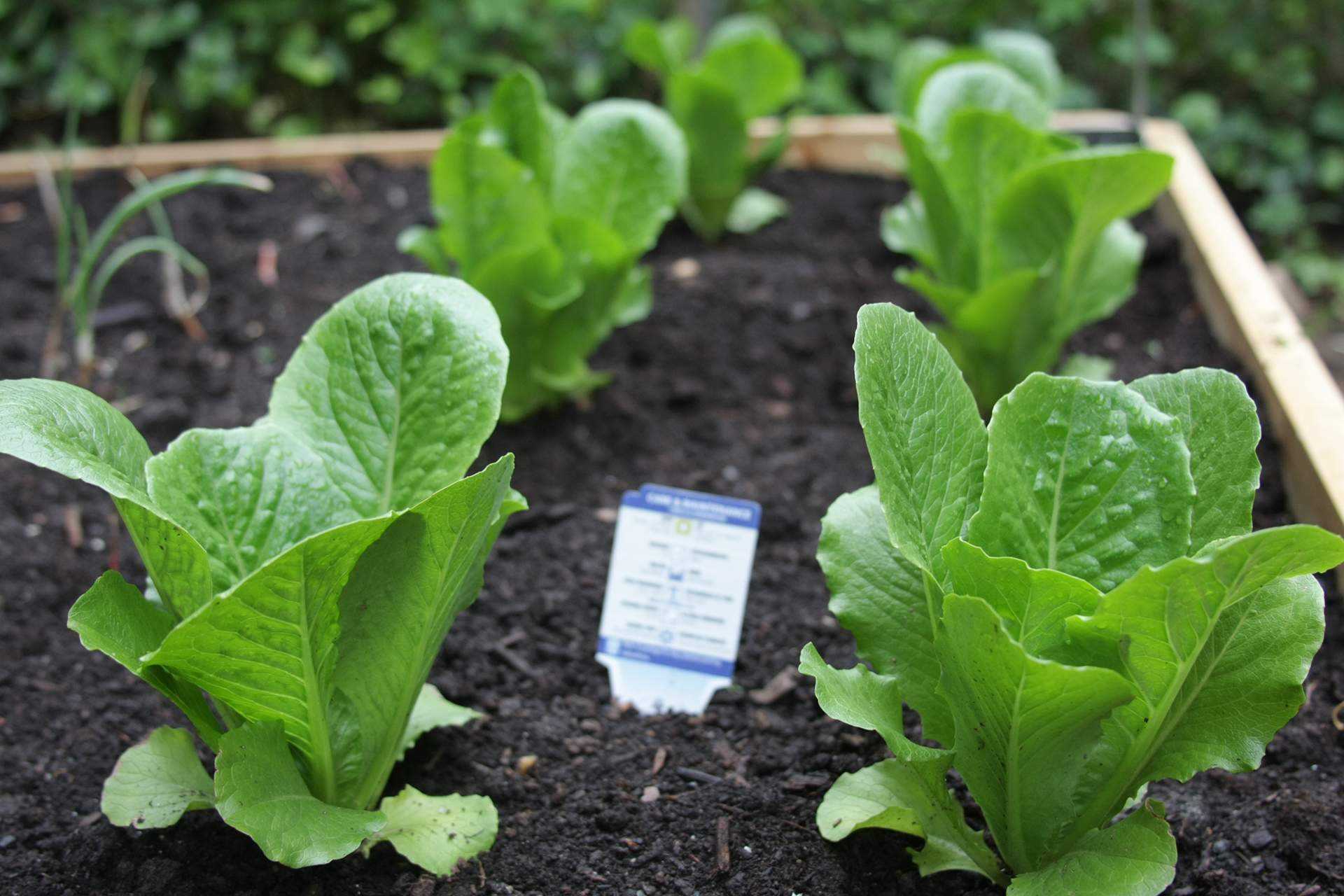 young spinach plants in a bed