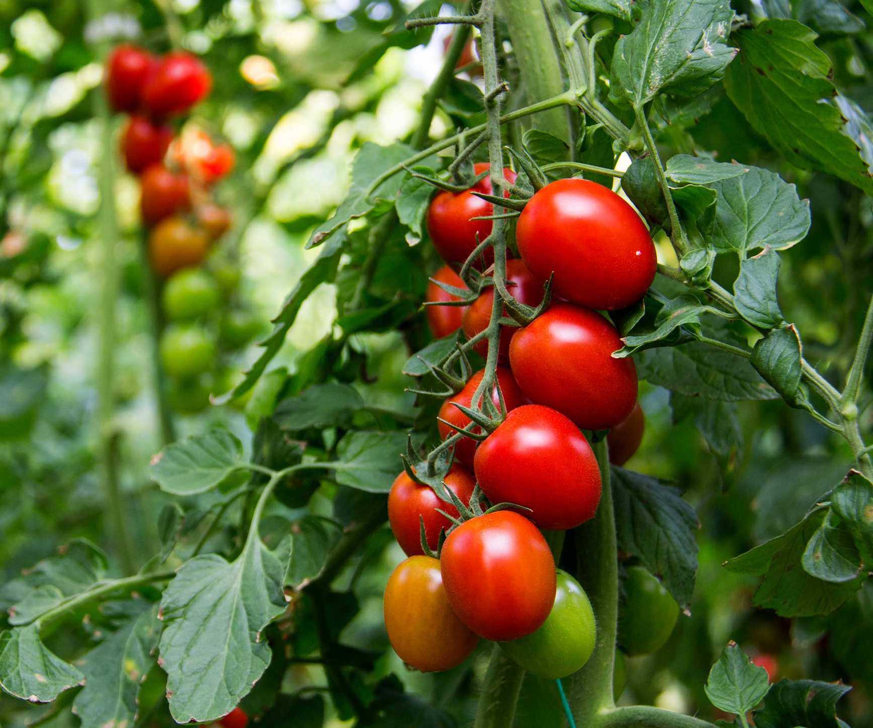 tomatoes growing