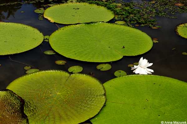 Amazon: Rainy Season in Iquitos - Travel Like Anna