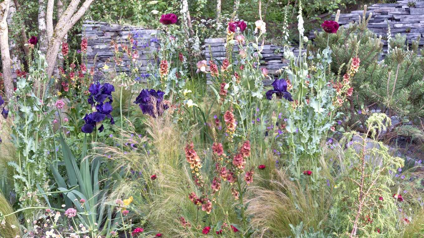 Landscaping with ornamental grasses – 6 inspirational ideas to add height and movement to your yard