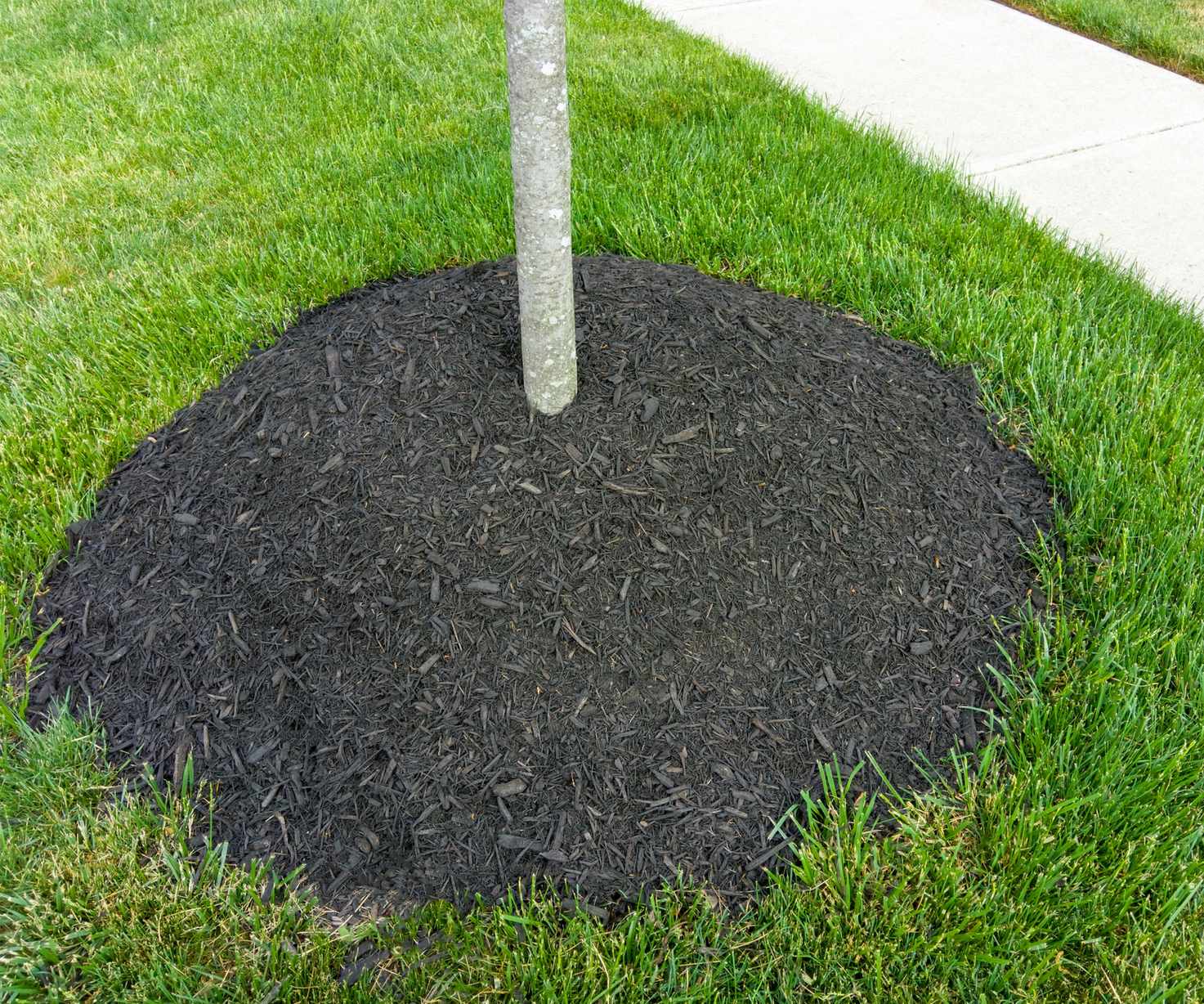 Mulch around base of a tree