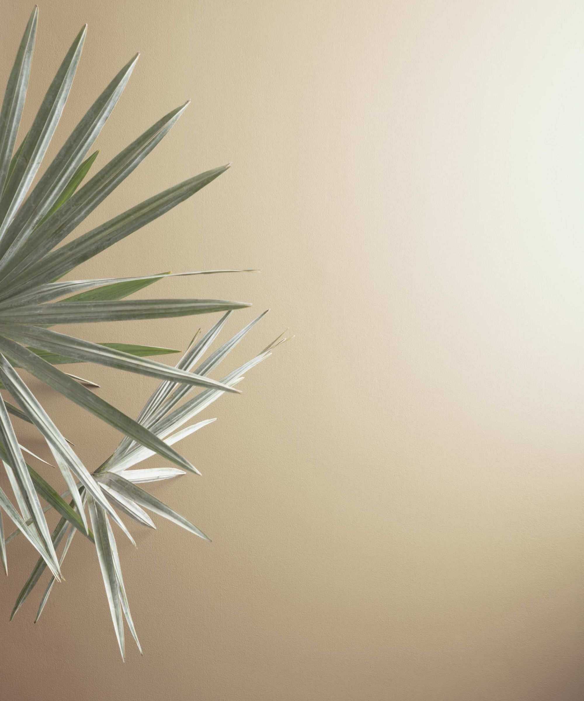 beige wall with houseplant
