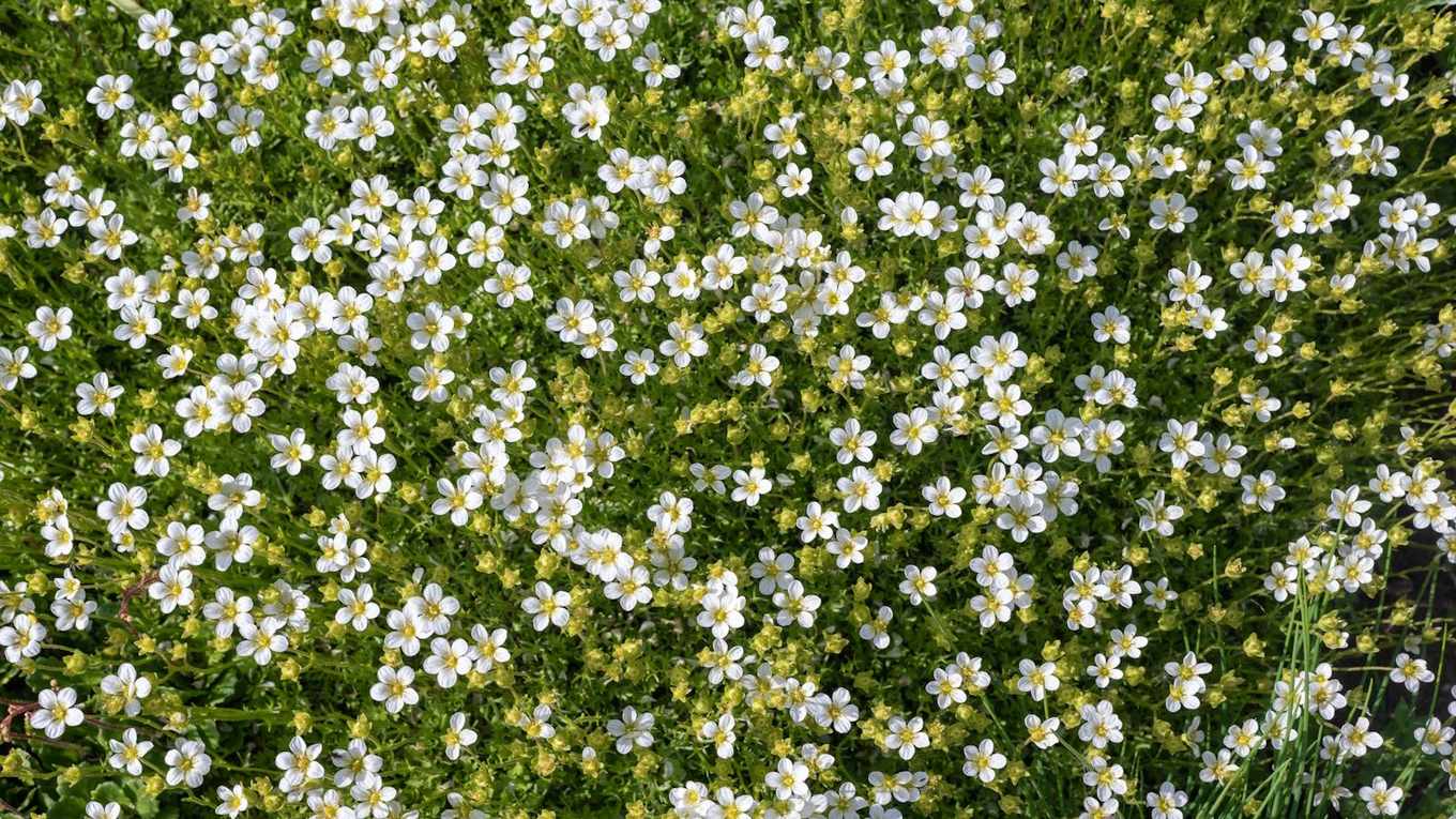 Skip the Grass – This April, Everyone Is Switching to a Low-Effort Irish Moss Lawn Instead