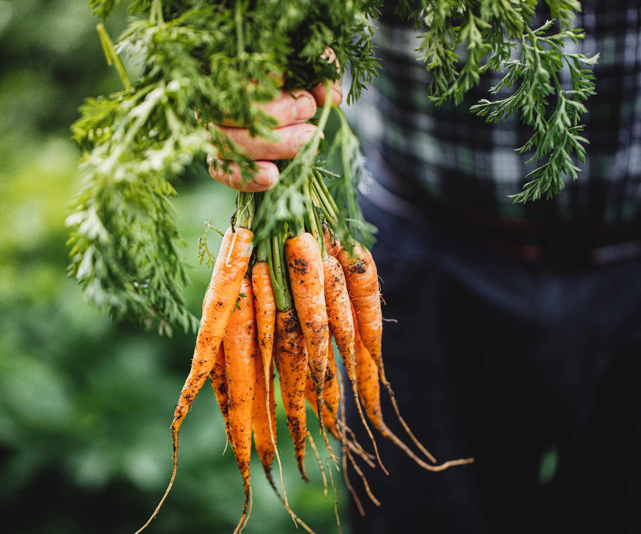 A bunch of freshly harvested carrots