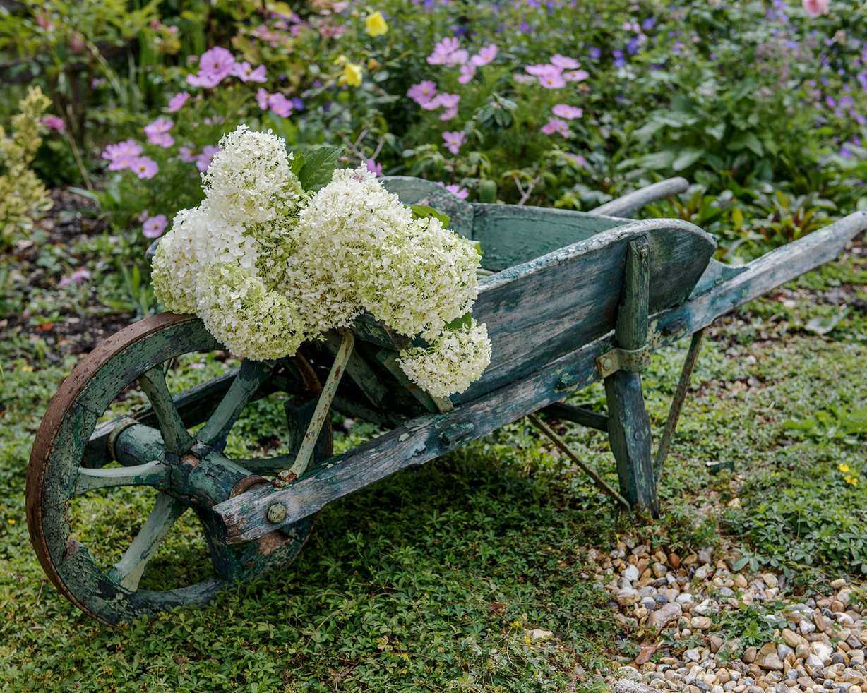 How to grow hydrangeas