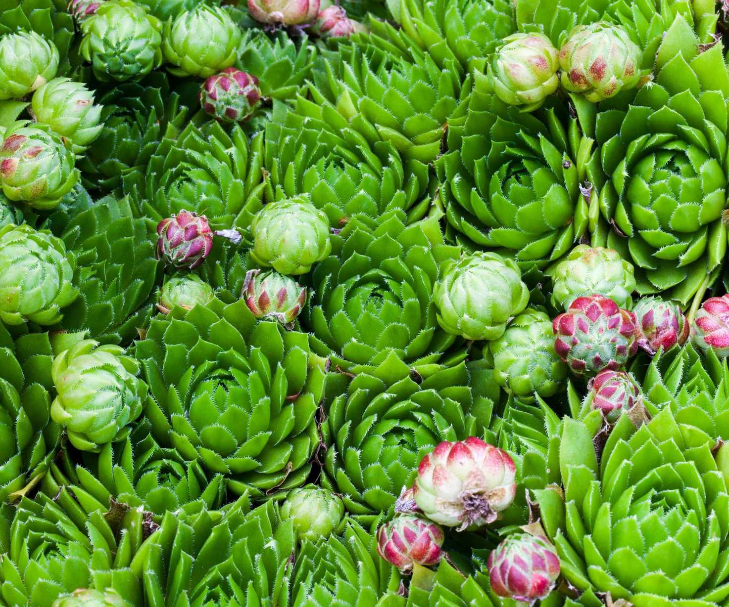 Sempervivum