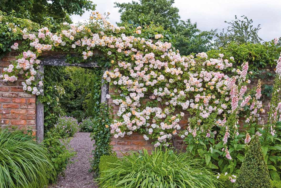 How to plant climbing roses – for a wonderful display