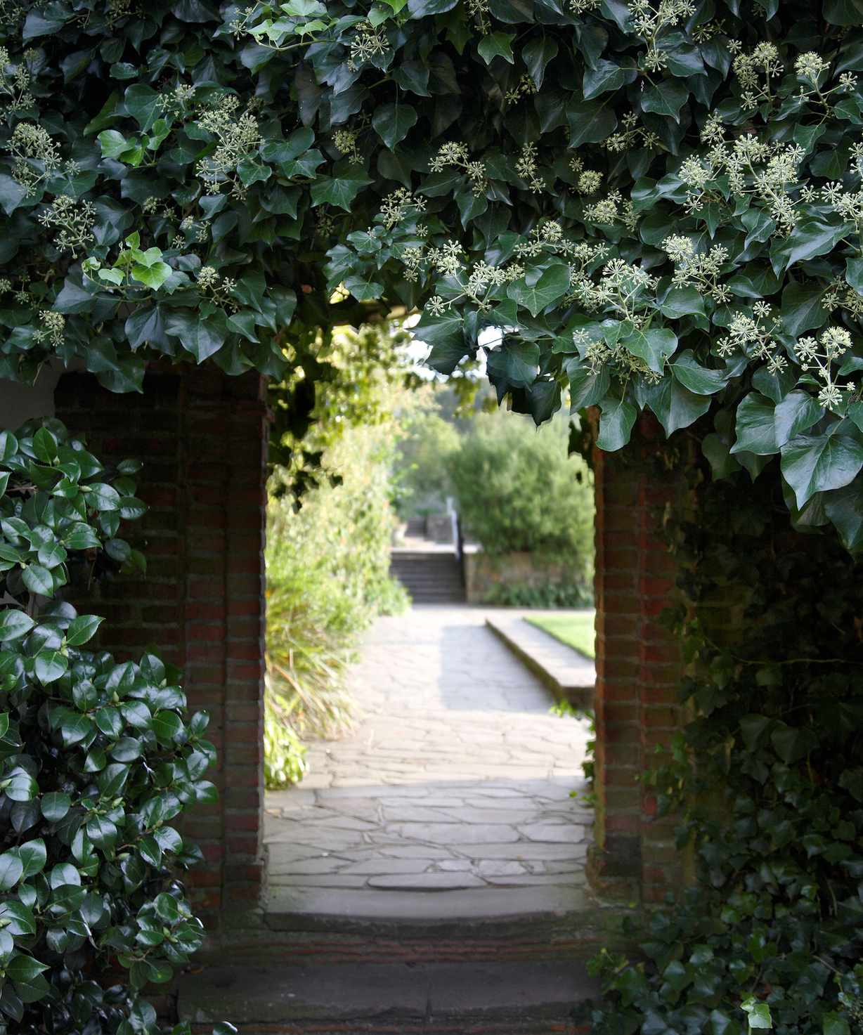 Trellis ideas with ivy climbing plants