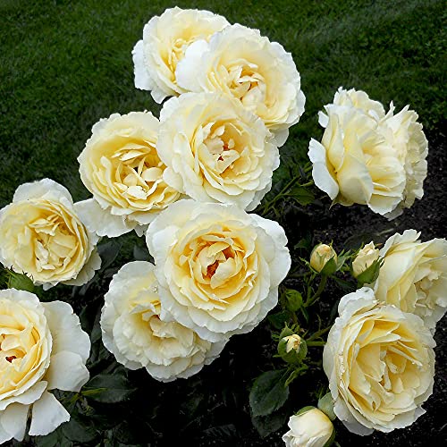 Heirloom Roses English Rose Plant - Irish Hope&trade; Live Yellow Rose Bush for Outdoor Planting