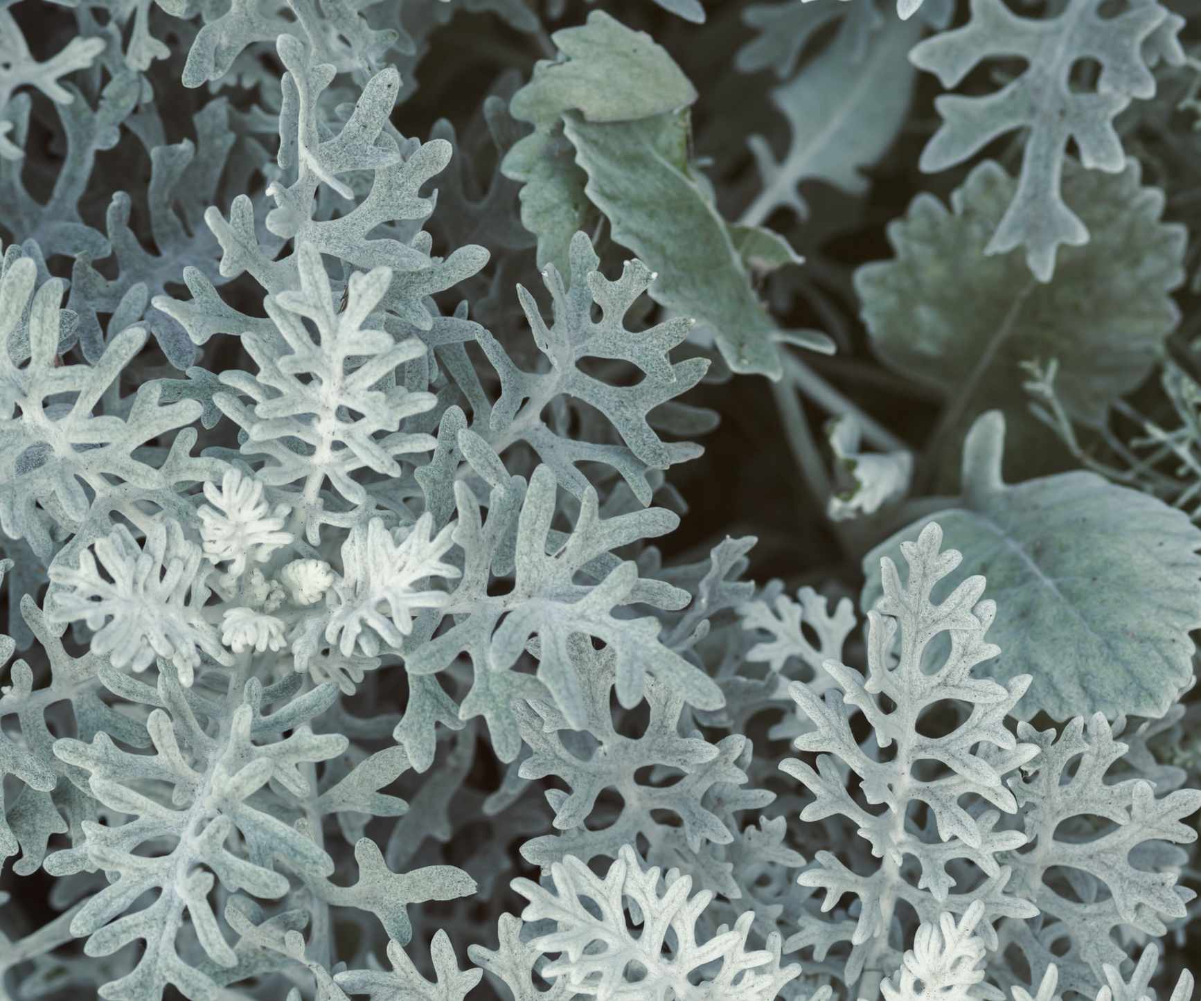 Senecio with silver foliage