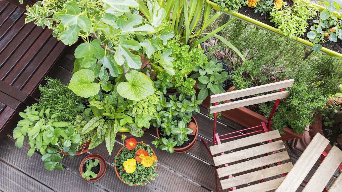 5 Beautiful Plants to Create a Container That Fires up All the Senses – Even If All You Have Is a Balcony