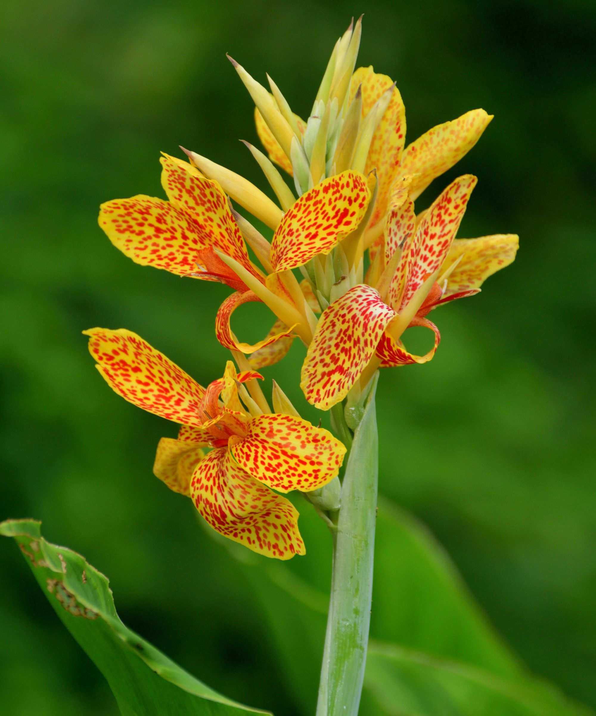 Yellow canna lily