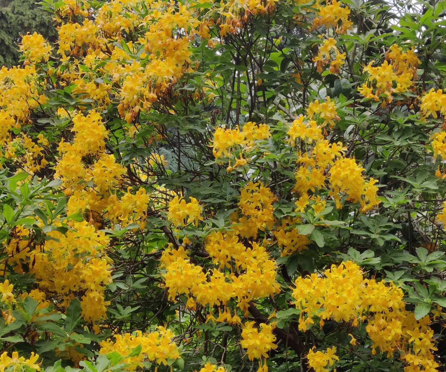 Yellow azalea in bloom in a wooded garden