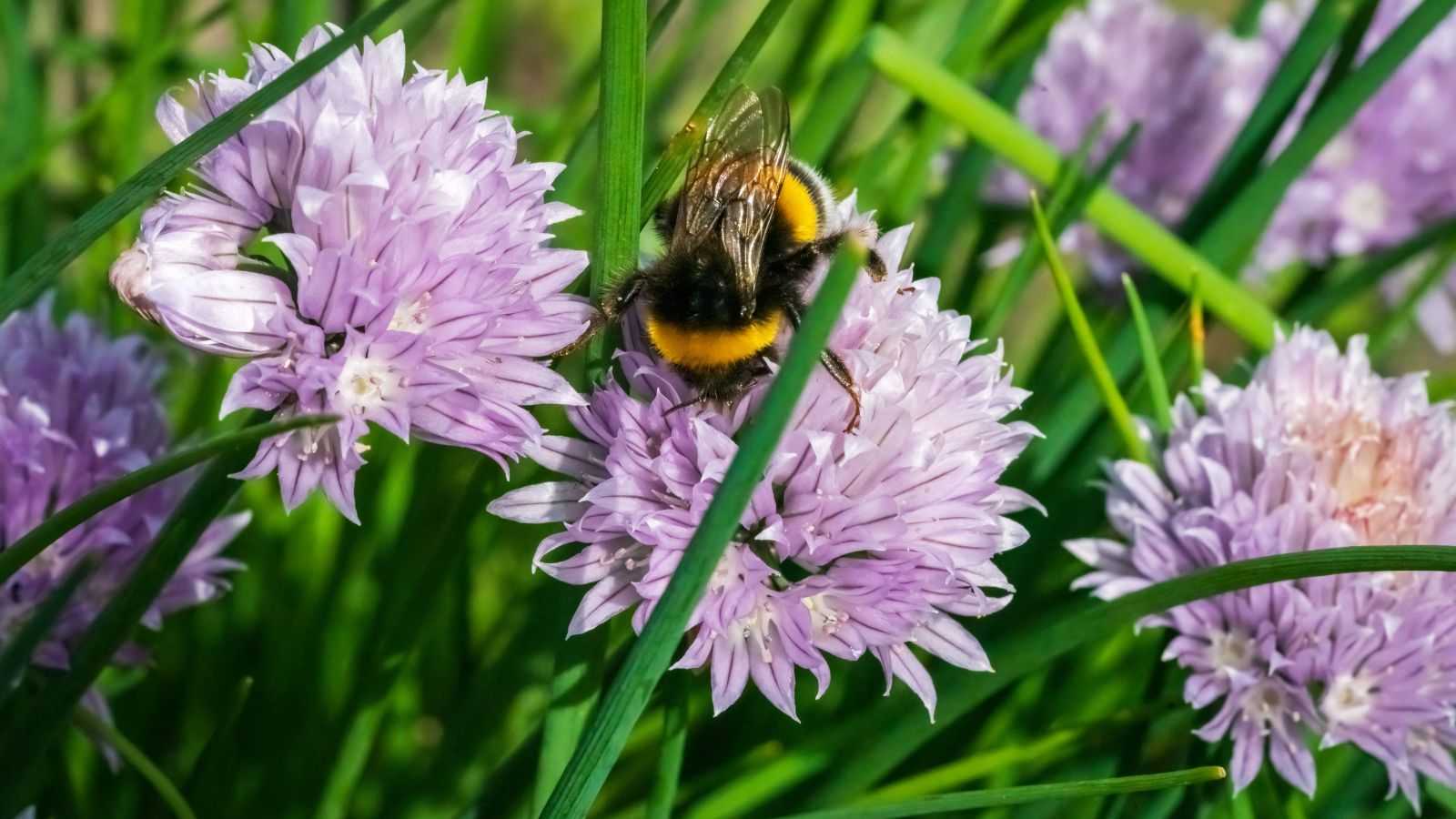 Yes, Bees Can See in Color – And These Are the Flowers They’re Most Attracted To