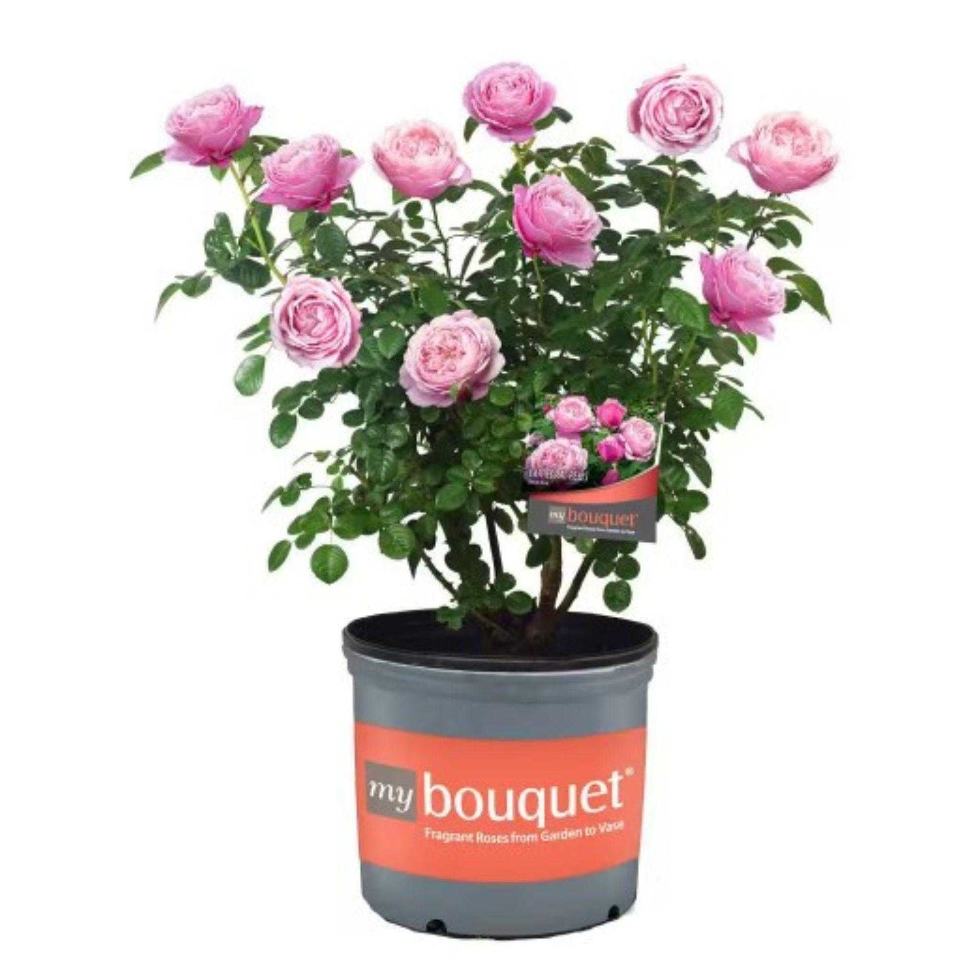pink roses from home depot