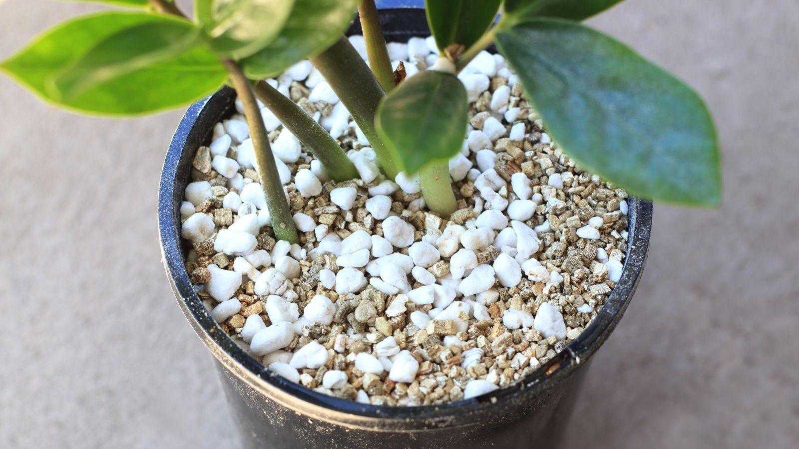 Perlite vs vermiculite – what's the difference, and which is best for your garden?