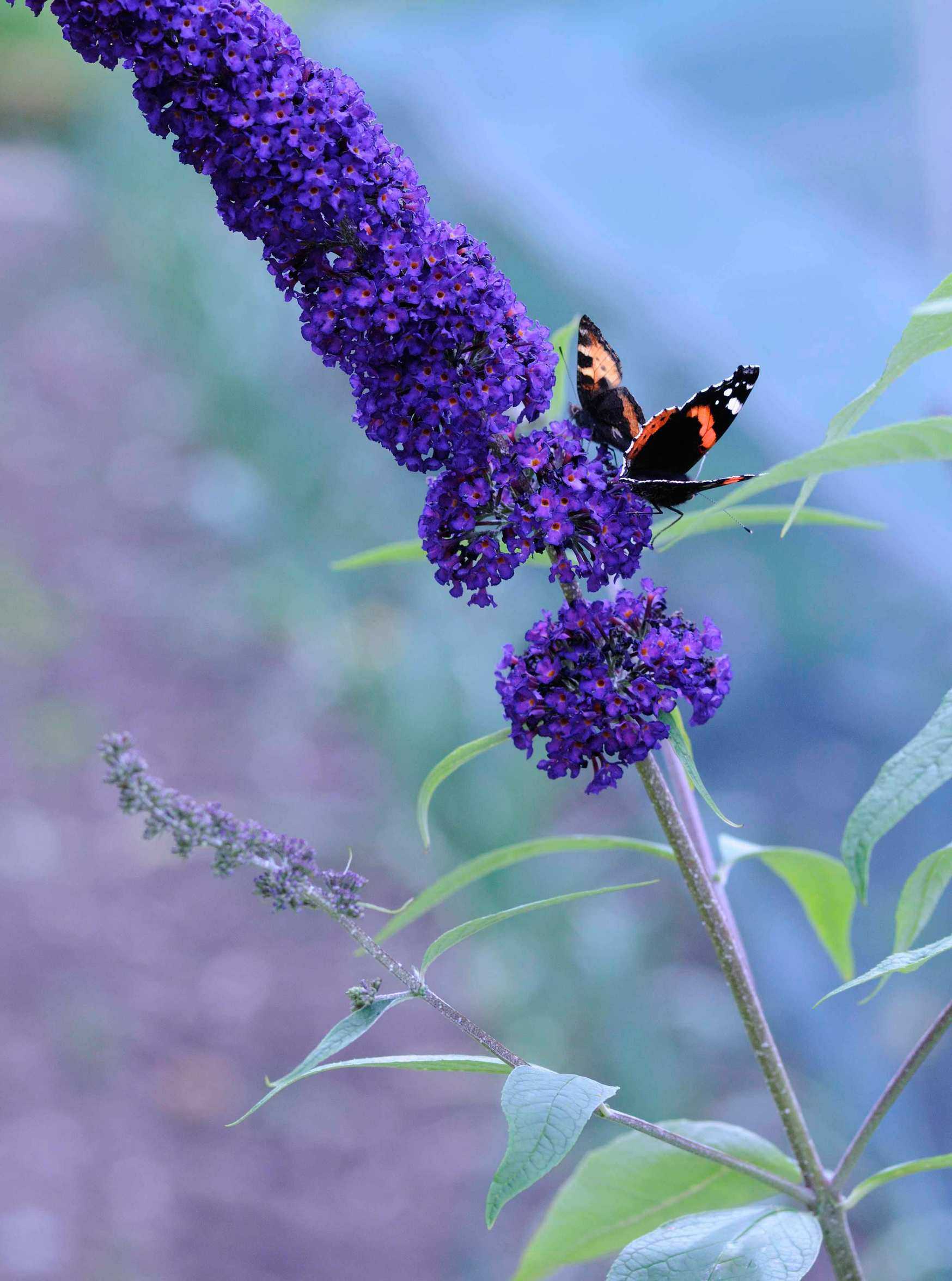 Buddleja davidii &lsquo;Black Knight&rsquo;