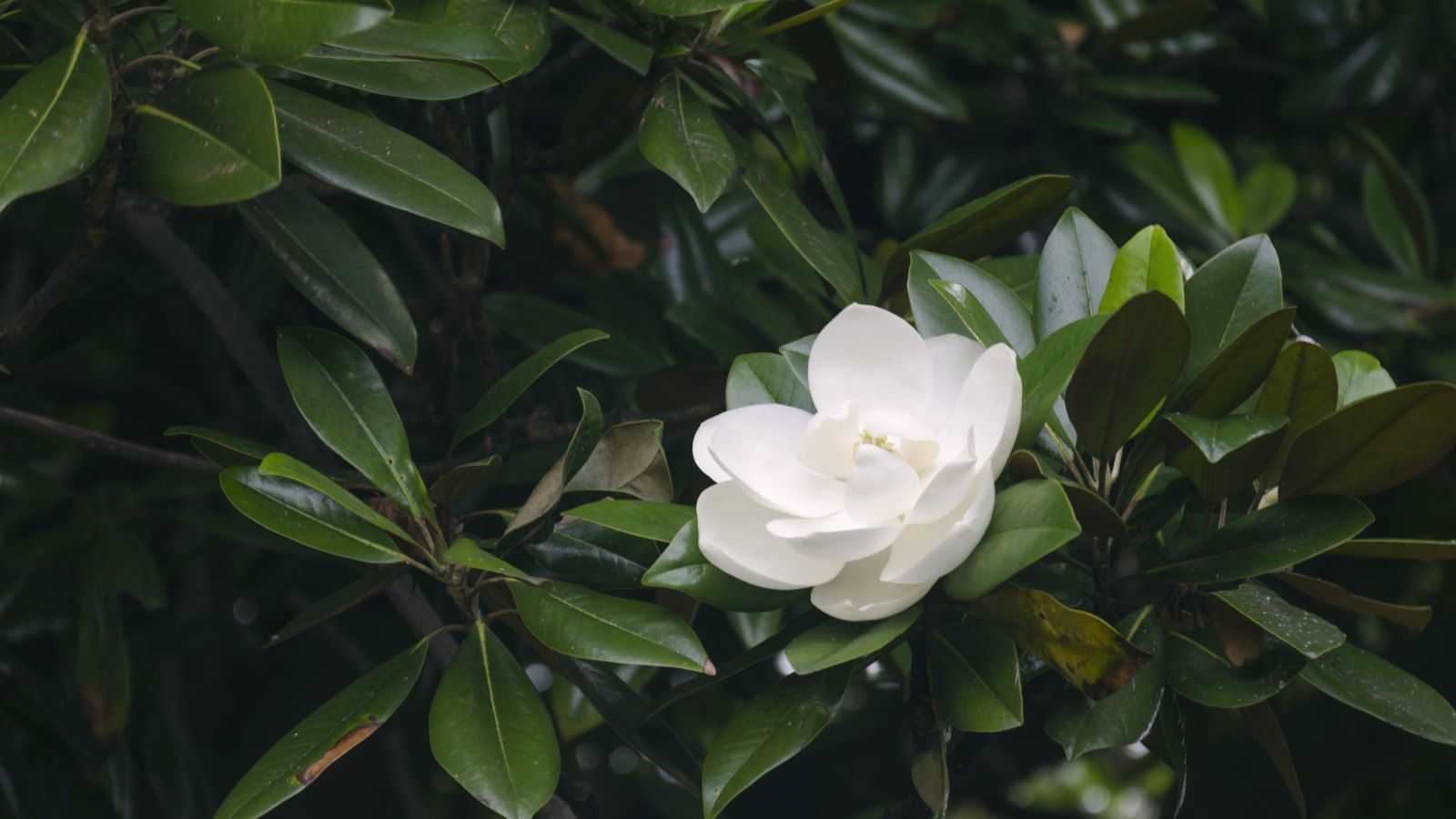 If You Only Plant 1 Tree in Spring, this Low-Maintenance Native With Fragrant Blooms is Impossible To Beat