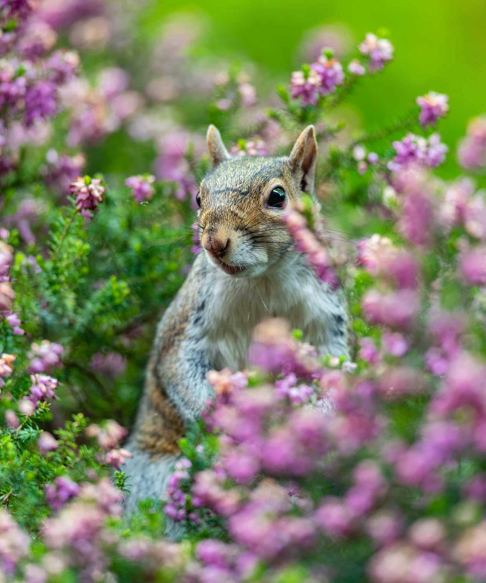 squirrel amongst heather