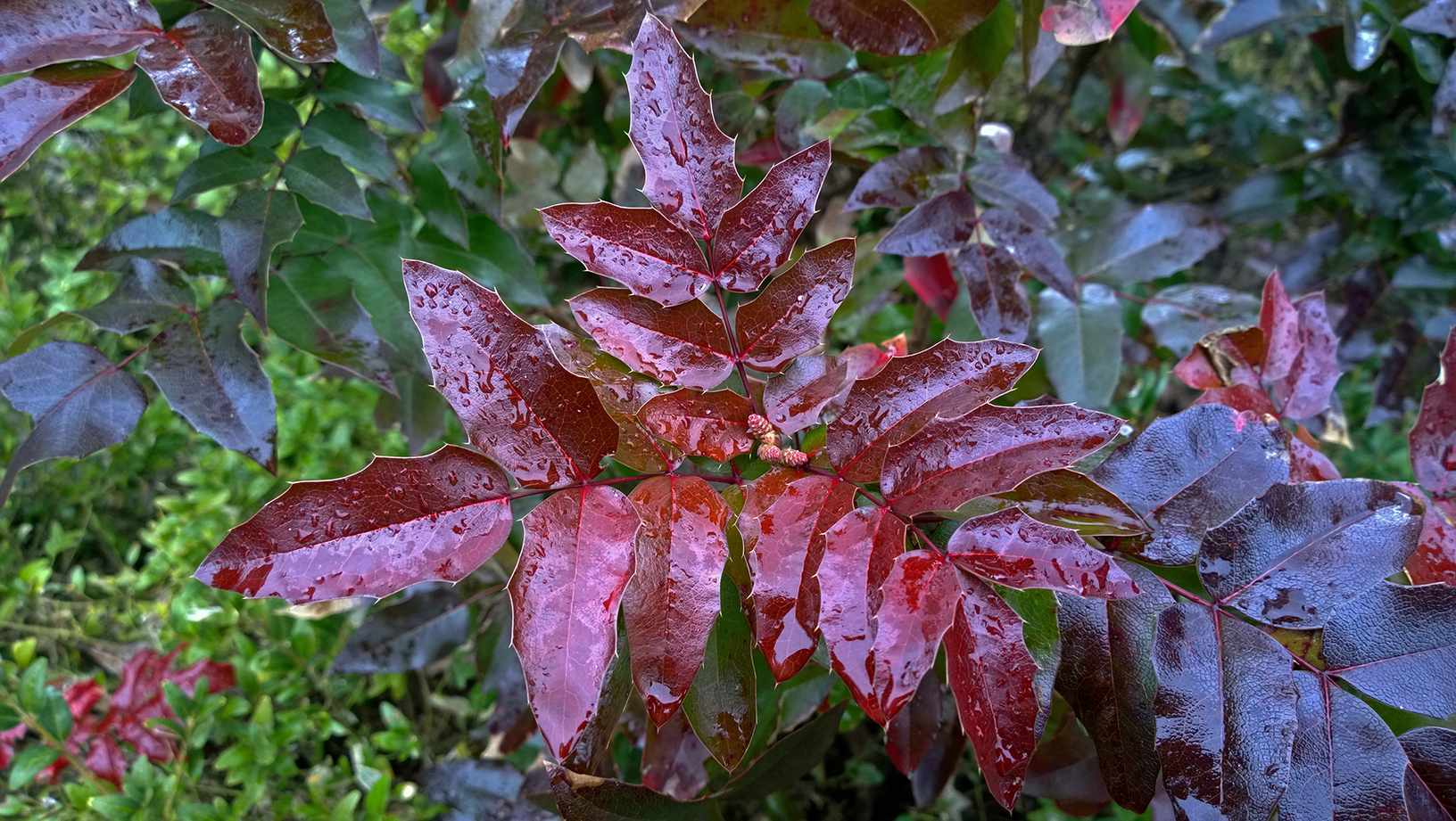 Beautiful evergreen red bush (photinia fraseri red robin) with water drops on leaves