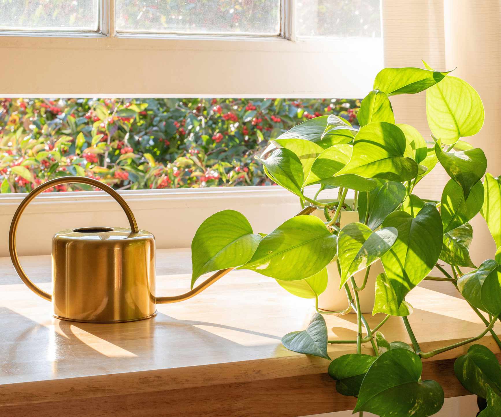 Indoor Golden pothos houseplant next to a watering can
