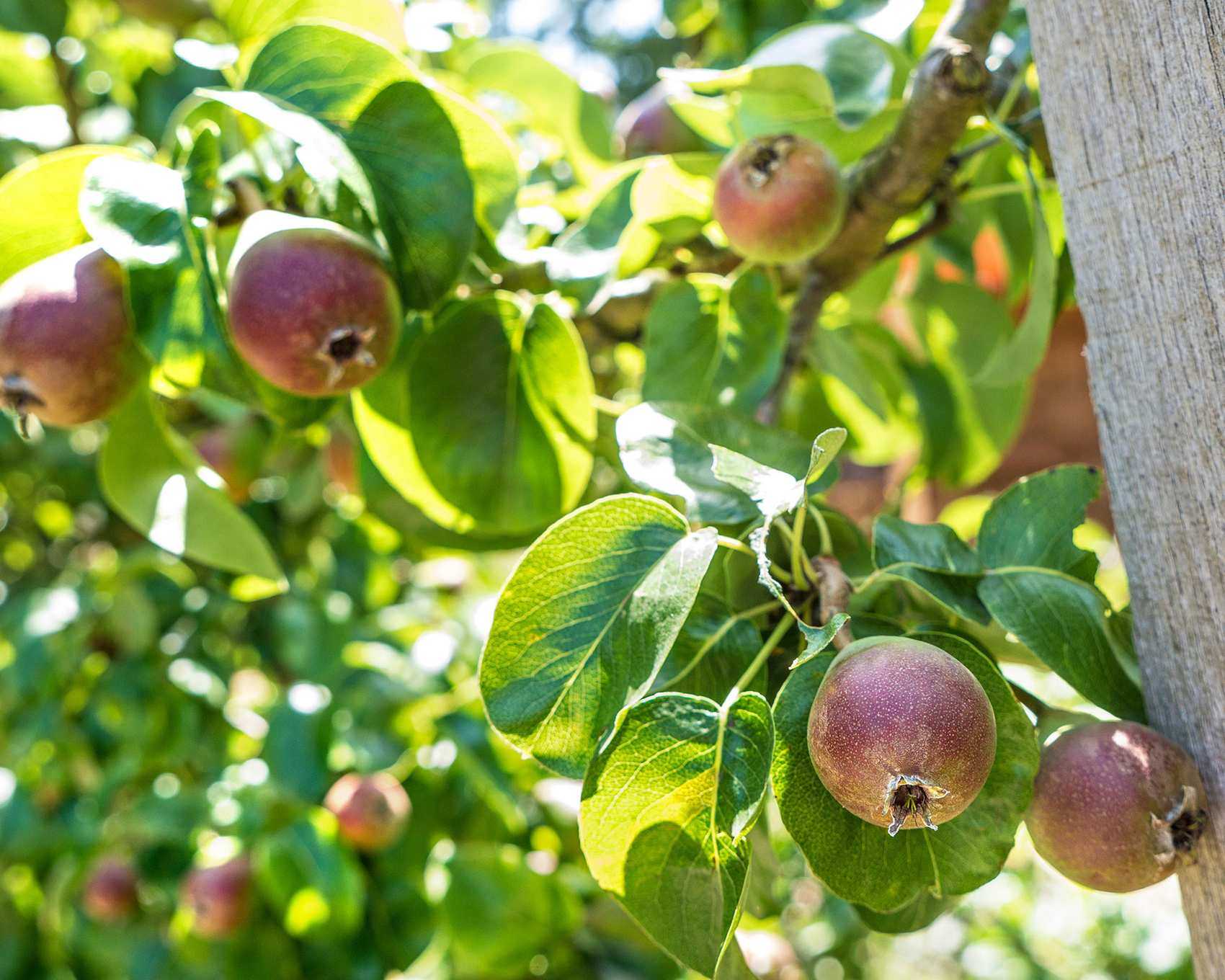 Quince trees to espalier