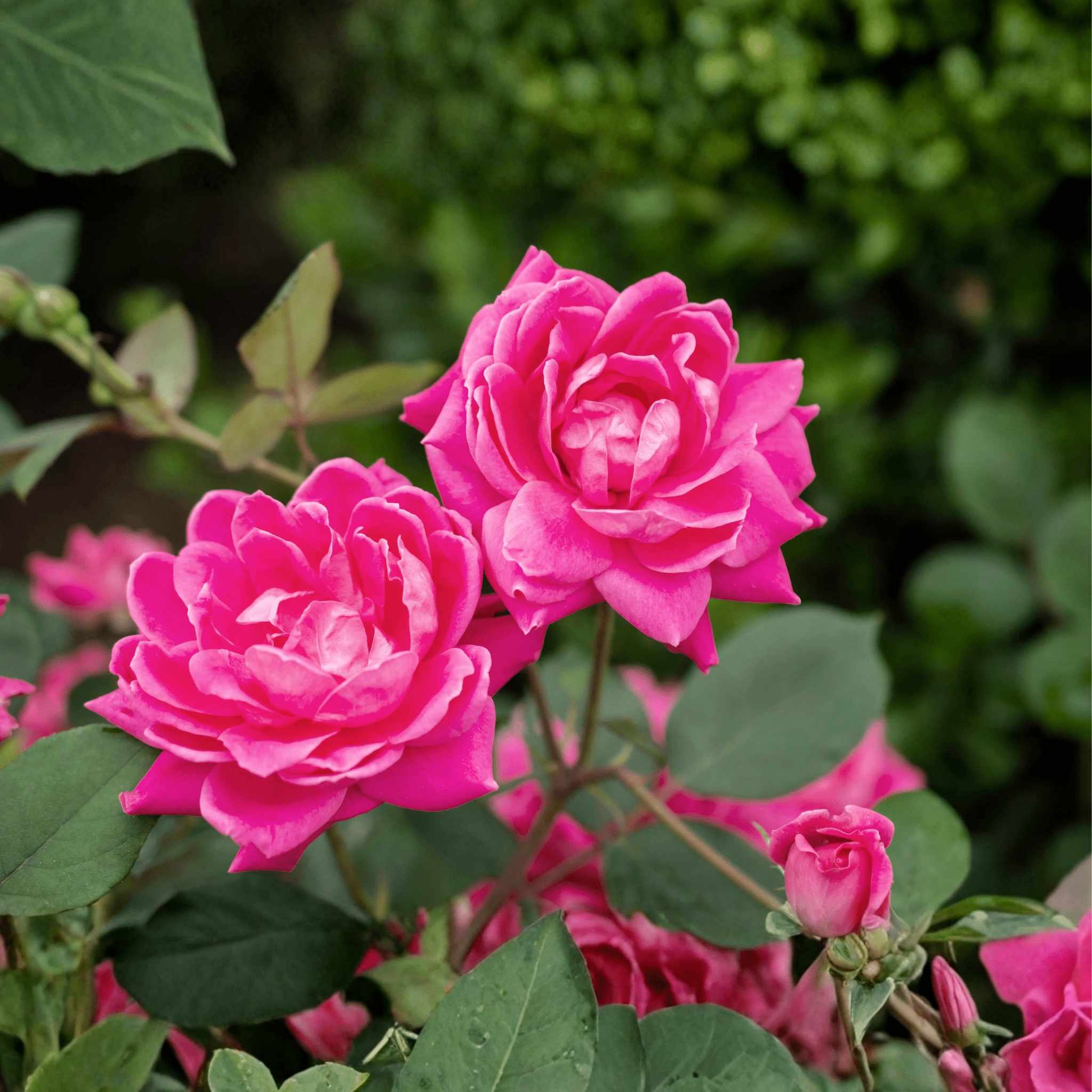 Pink Double Knock Out&reg; Shrub Rose