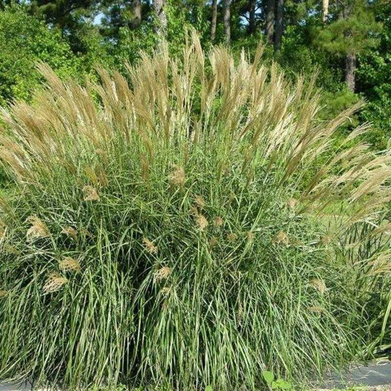 Miscanthus from Garden Goods Direct