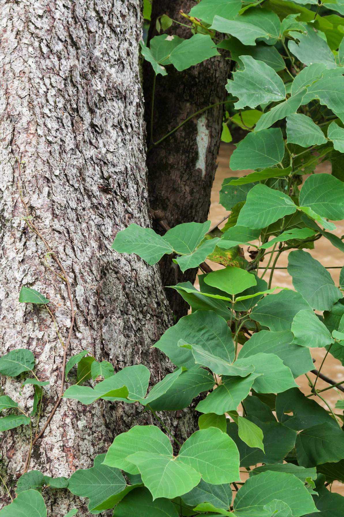 Kudzu vine