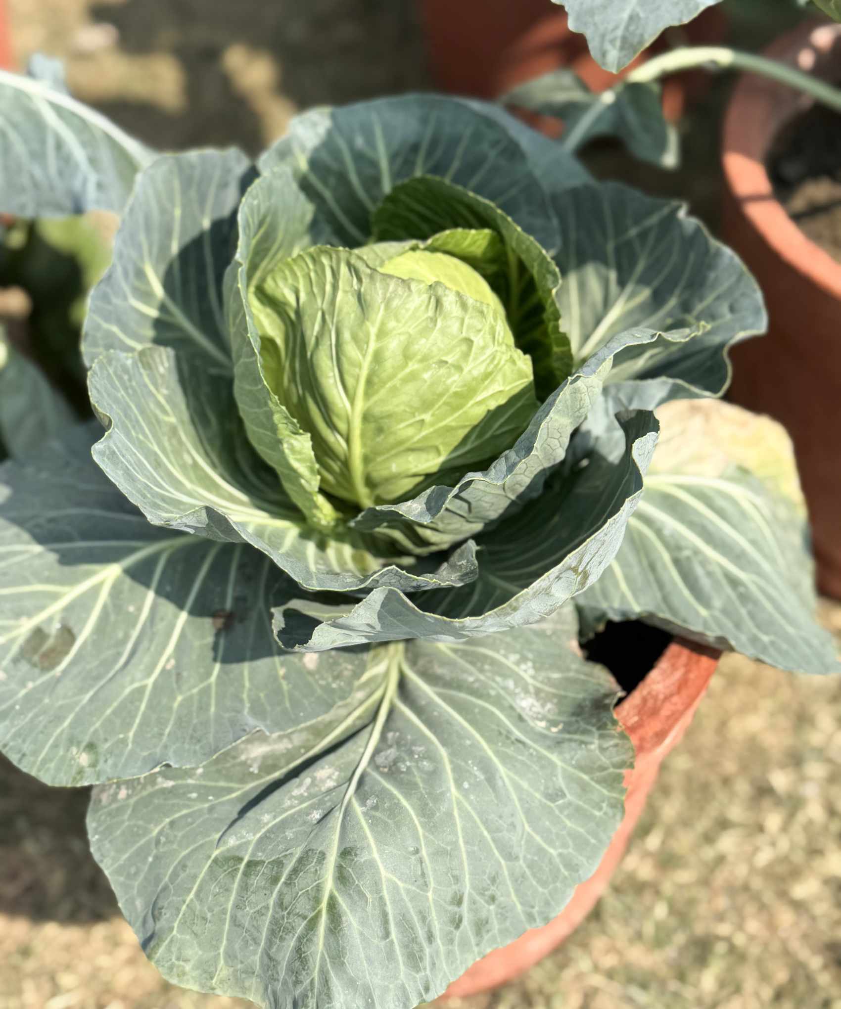 A cabbage plant growing in a terracotta container