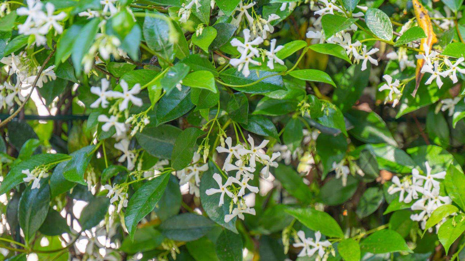 Growing star jasmine in pots is perfect for smaller yards – here's everything I know about training this fast-growing flowering vine
