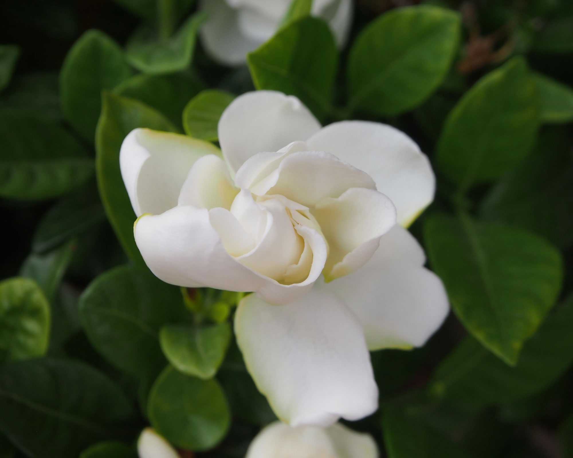 gardenia flower