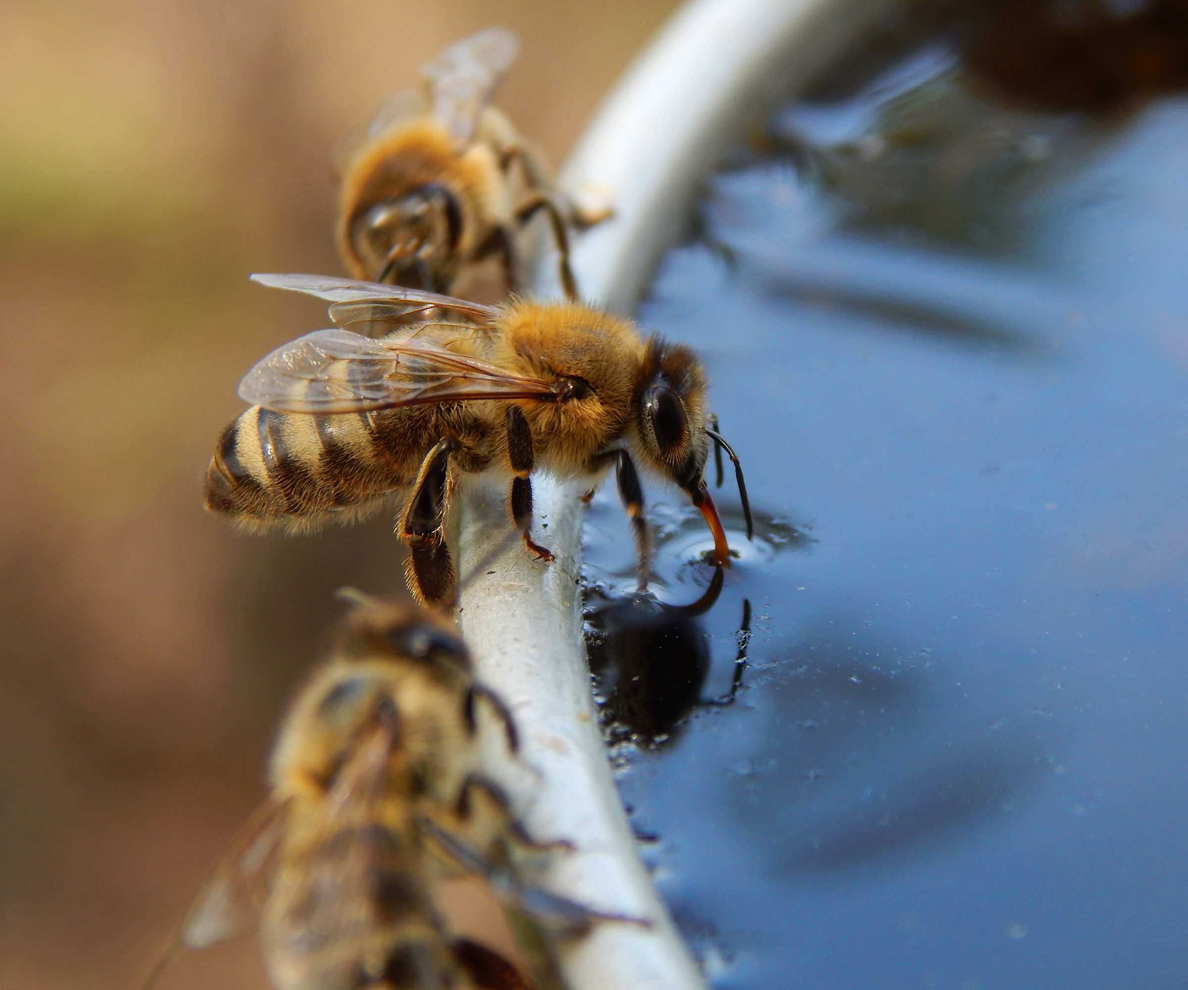 bees drinking water from a bowl