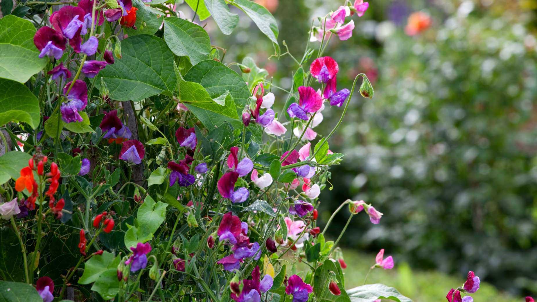 How to grow sweet peas from seed – in borders and pots