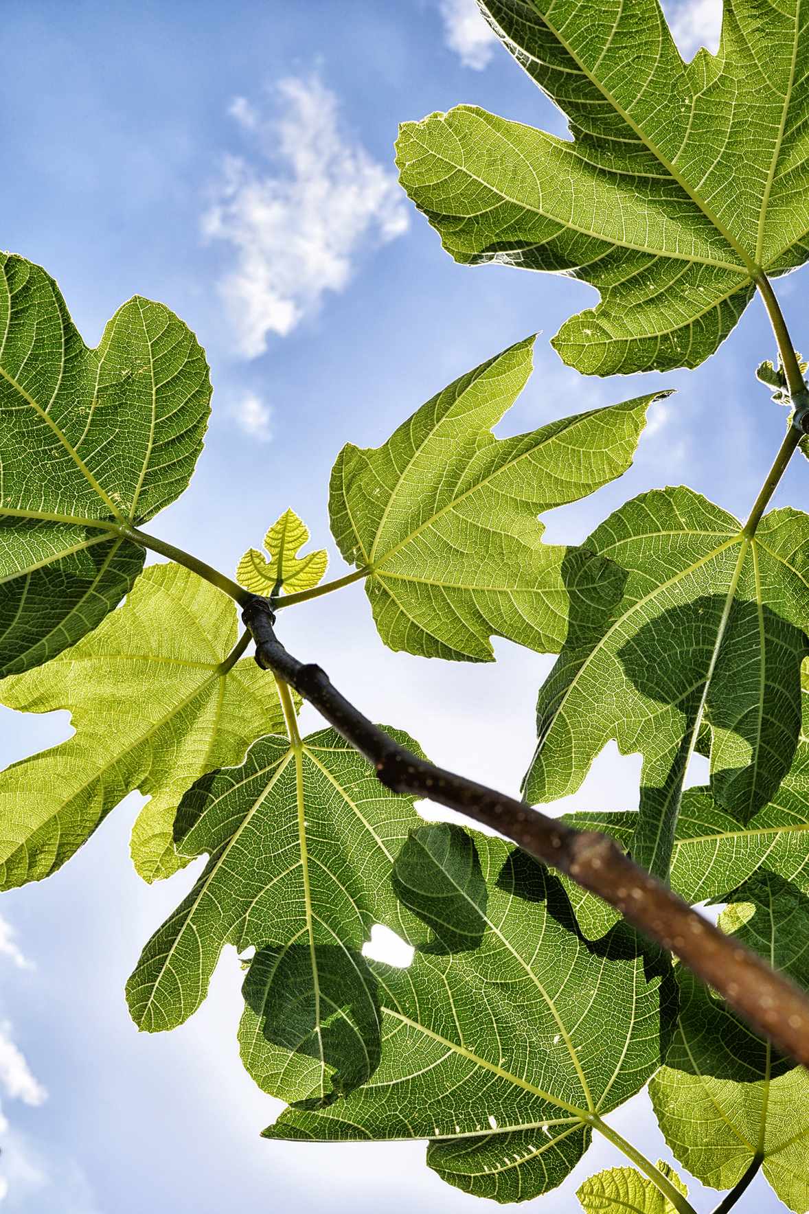 Looking up at a fig tree lit by flashlight