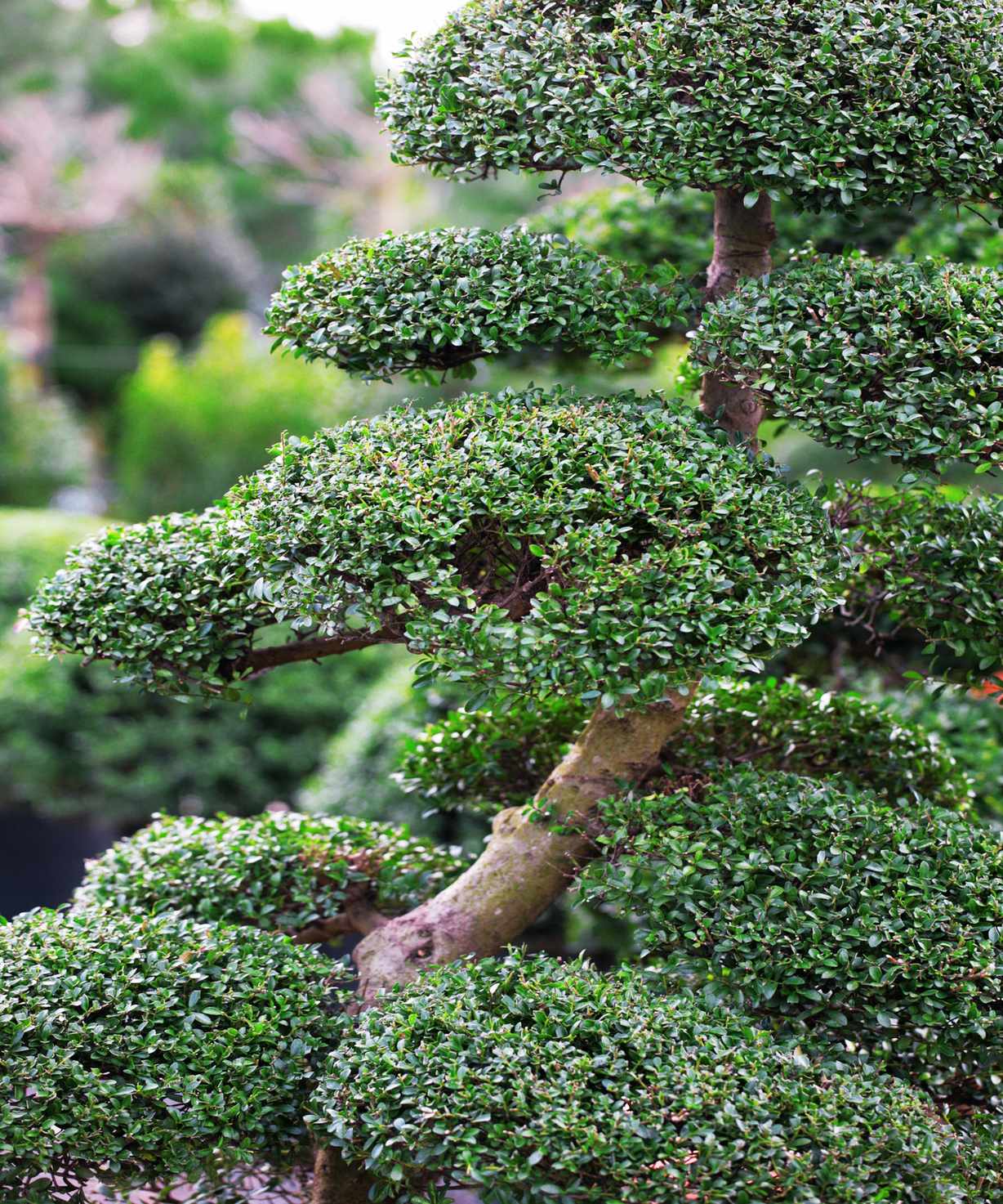 Japanese maple