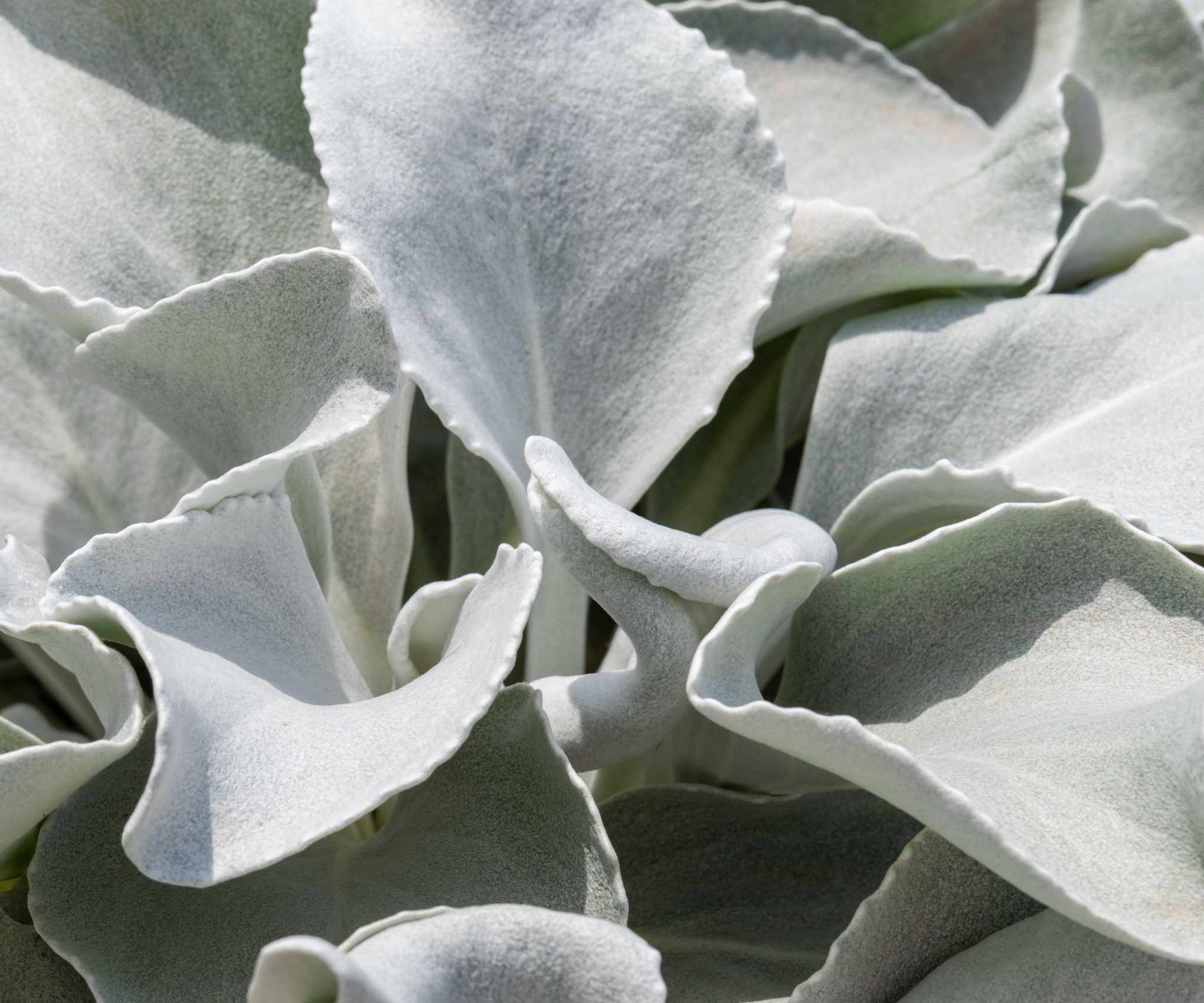 Senecio 'angel wings' with silver foliage