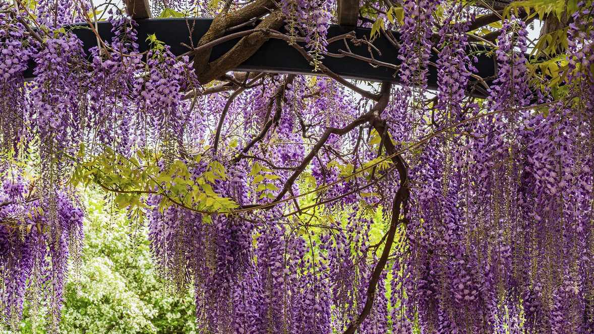 Invasive plants – 10 species to watch for, and how to stop them spreading