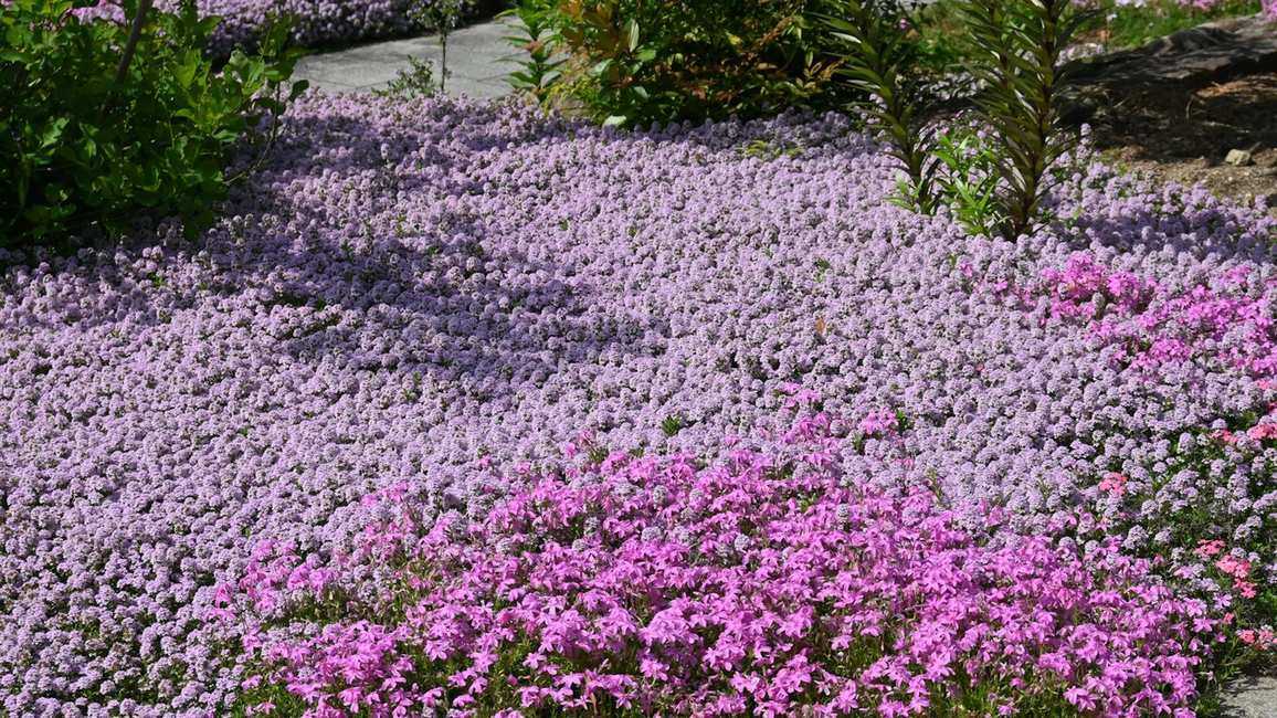 Fast-growing ground cover plants – 12 ideas for colorful and quick coverage
